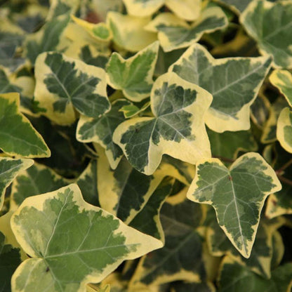 Hedera Helix Gold Child 10 count flat of 4" pots
