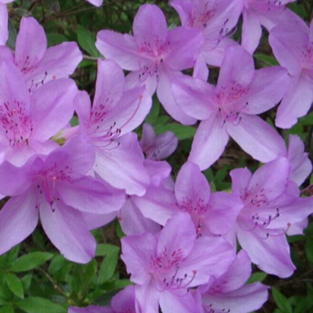 Poukhanense Azalea