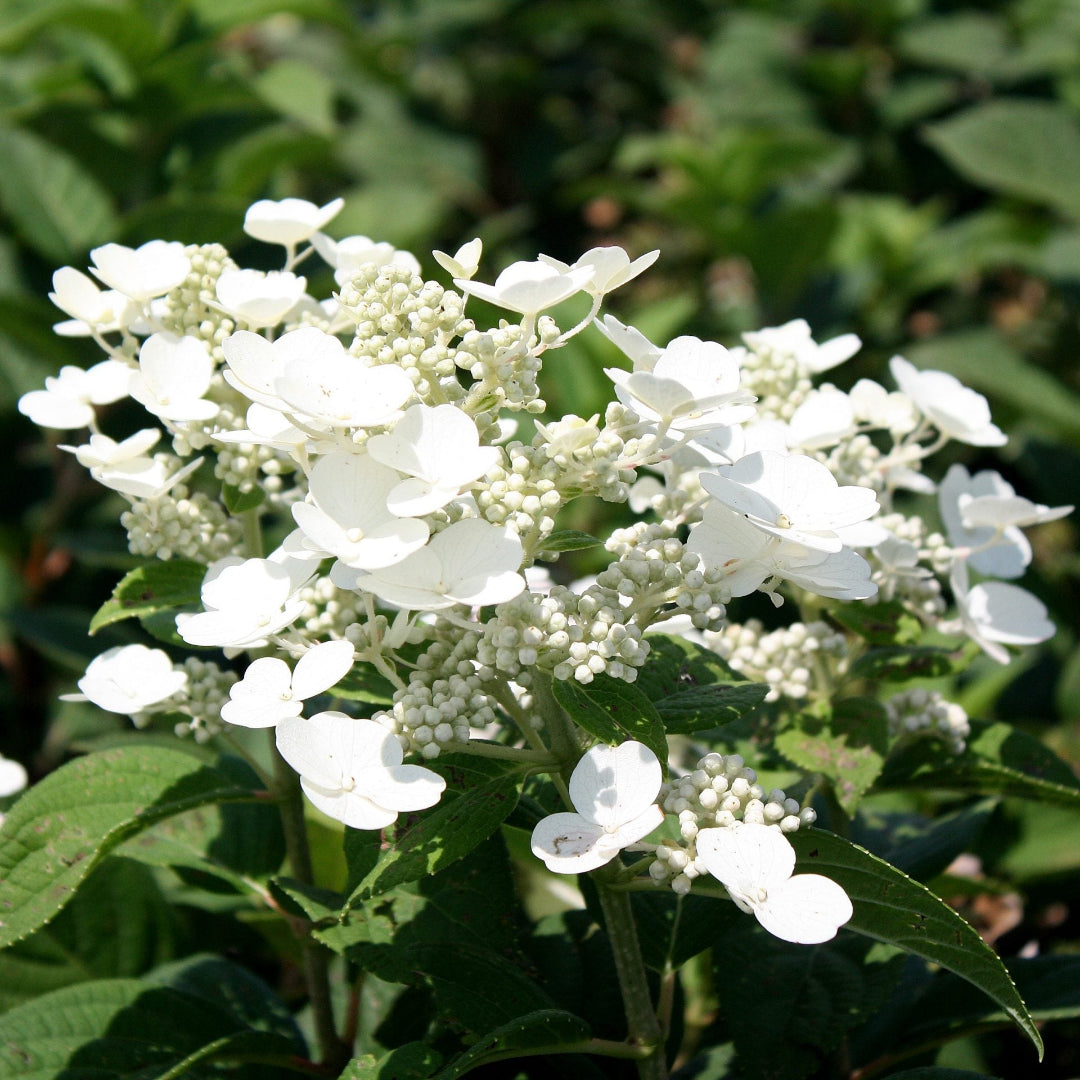 Tardiva Hydrangea
