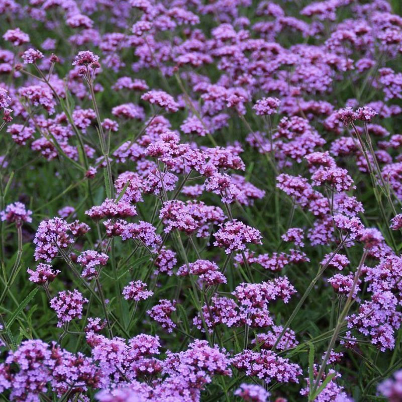 Verbena bonariensis &