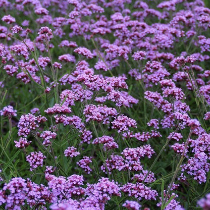 Verbena Bonariensis Lollipop - [EG]