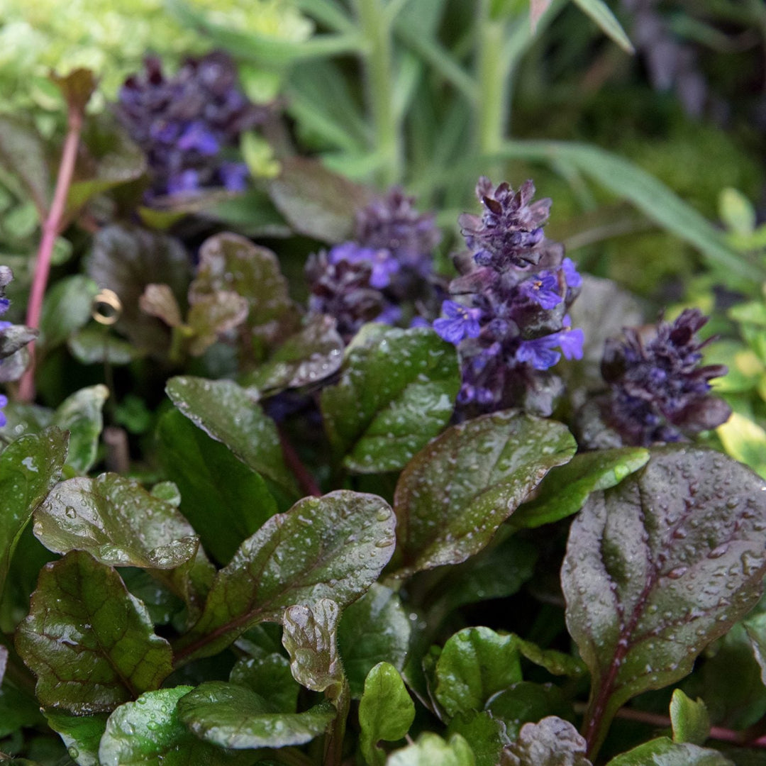 Ajuga reptans Black Scallop foliage