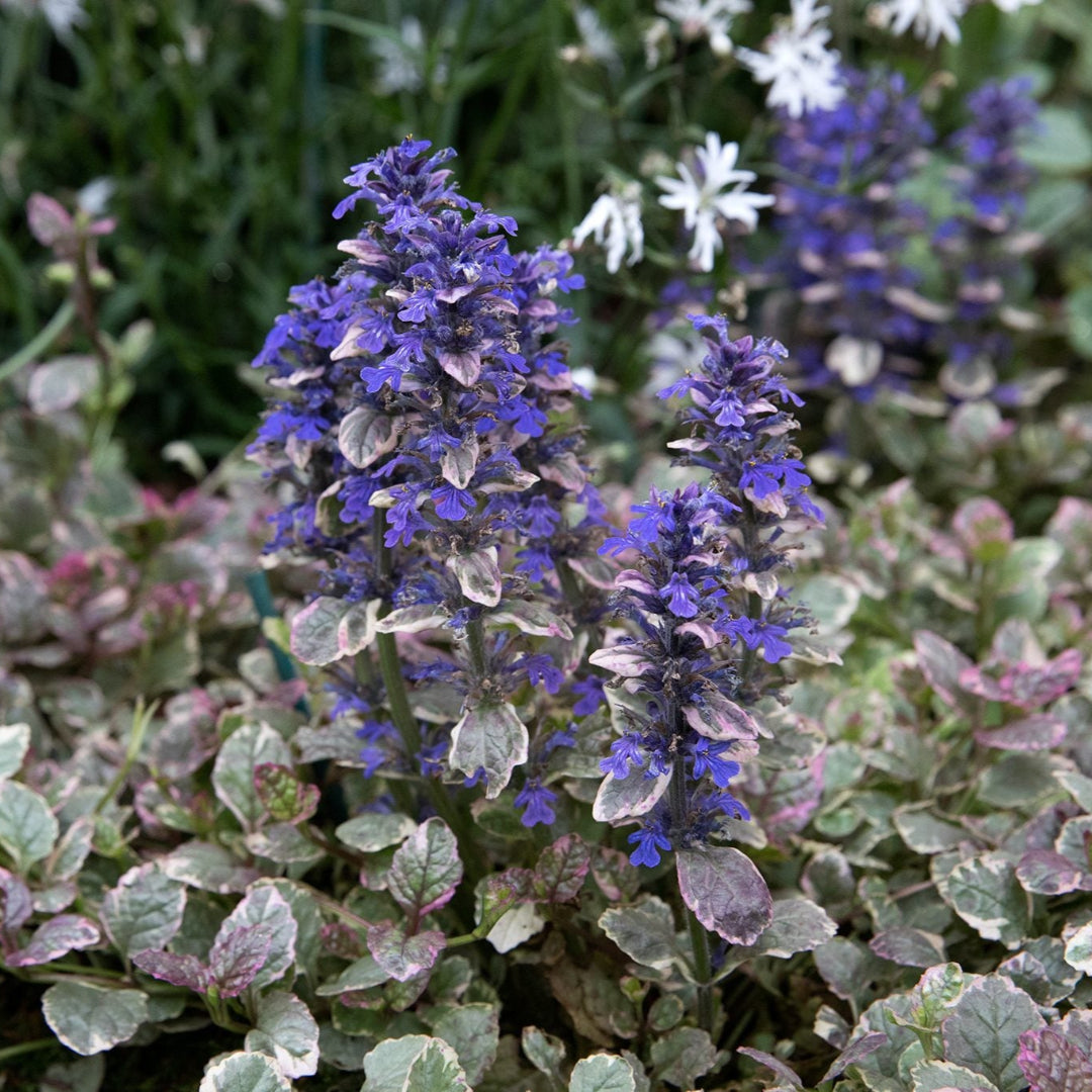 Ajuga reptans &