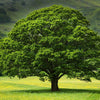 Wildlife Plants