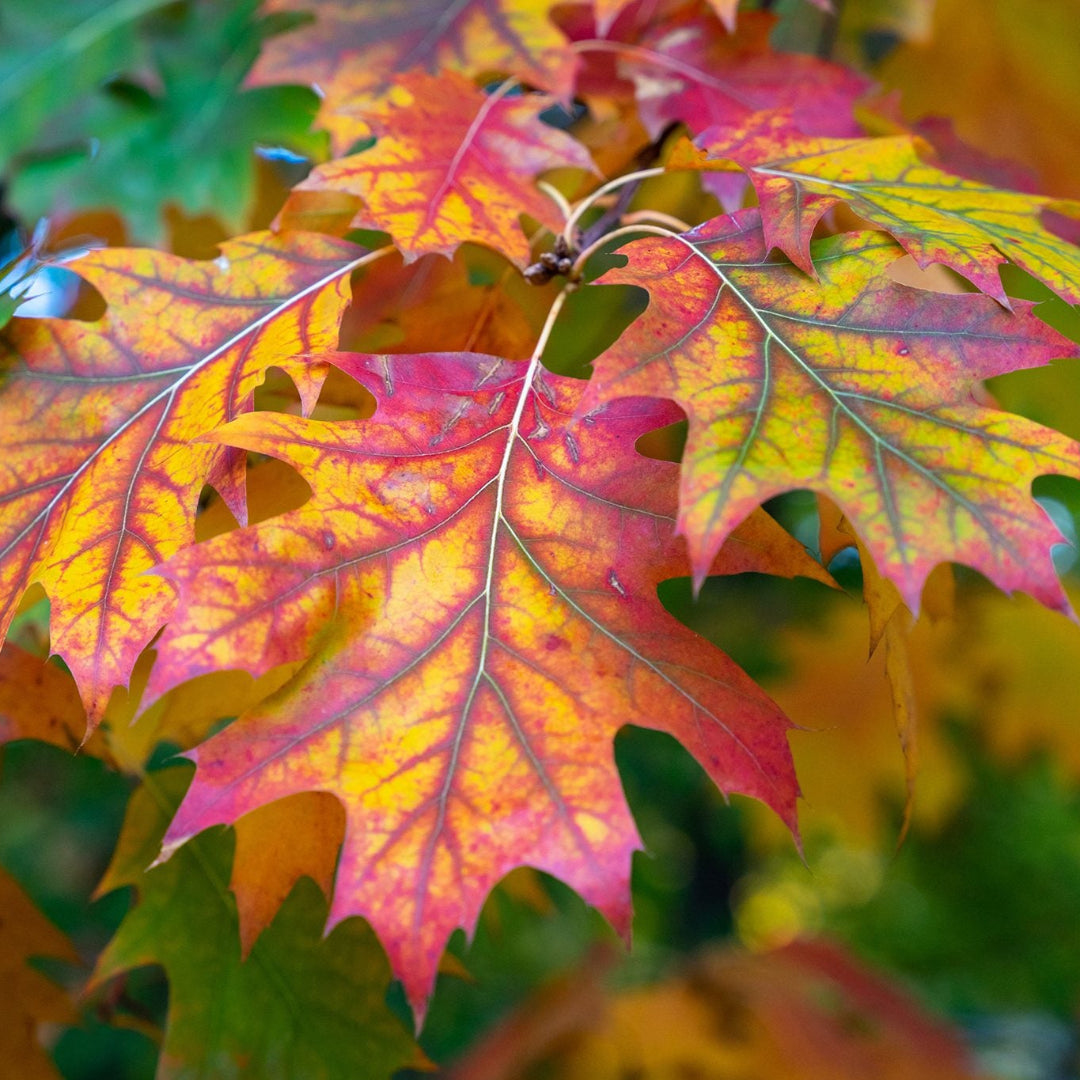 red oak house plant Buy Red Oak Tree Plants & Trees Online