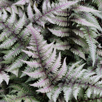 Athyrium niponicum Pictum foliage close-up