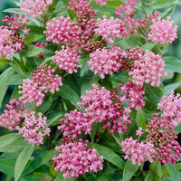 Asclepias incarnata 'Cinderella' Swamp Milkweed - [EG]