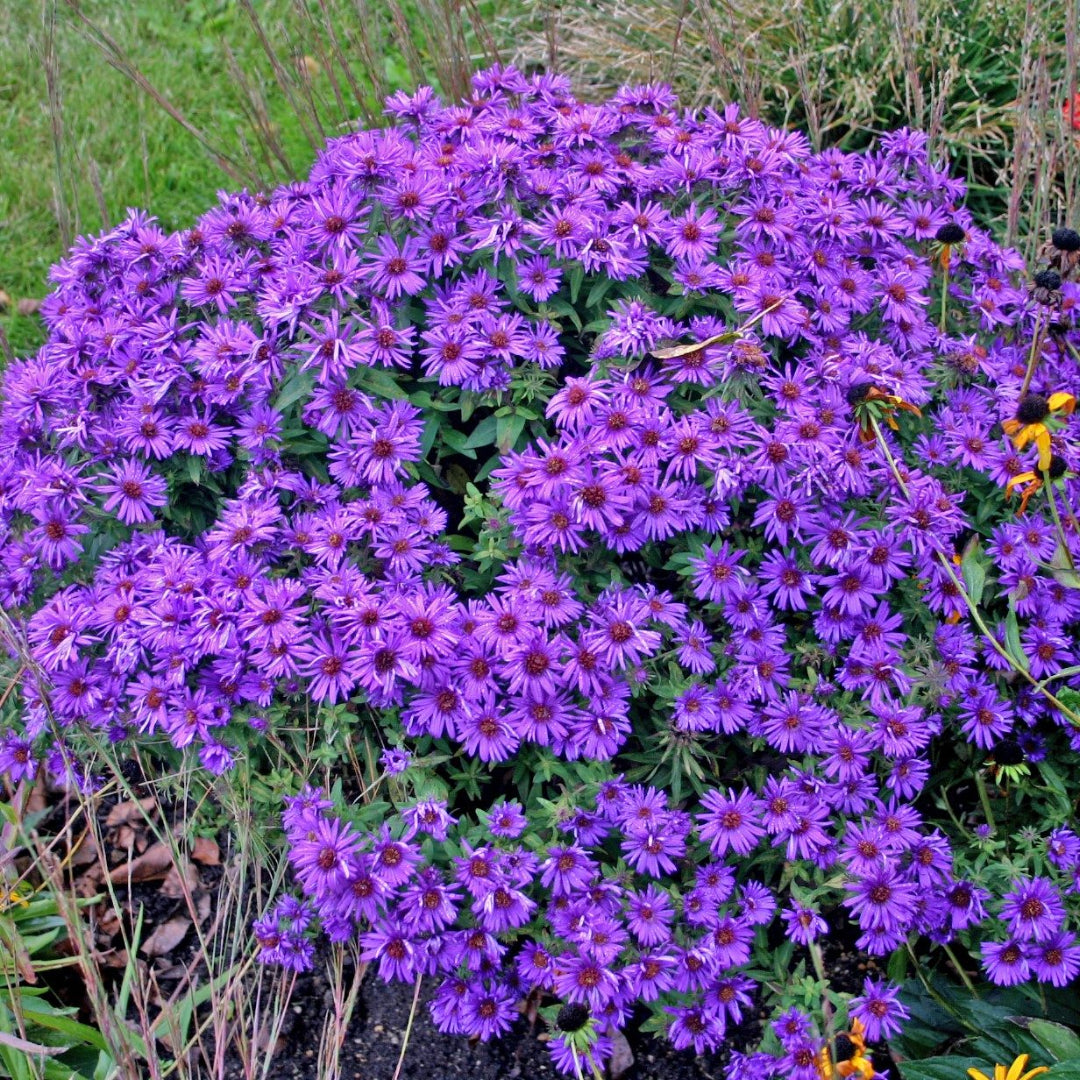 Aster Novae-Angliae Purple Dome - [EG]
