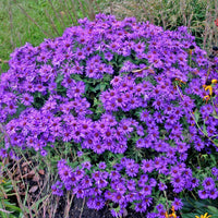 Aster ‘Purple Dome’ in garden border with rich violet-purple flowers