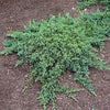 Junipers