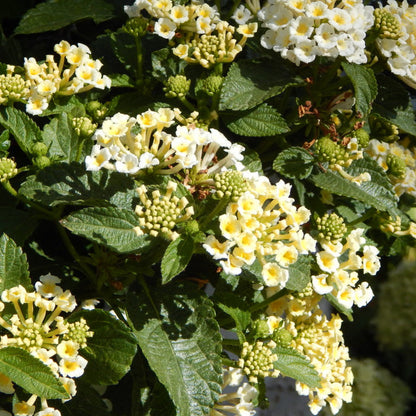 Lantana &