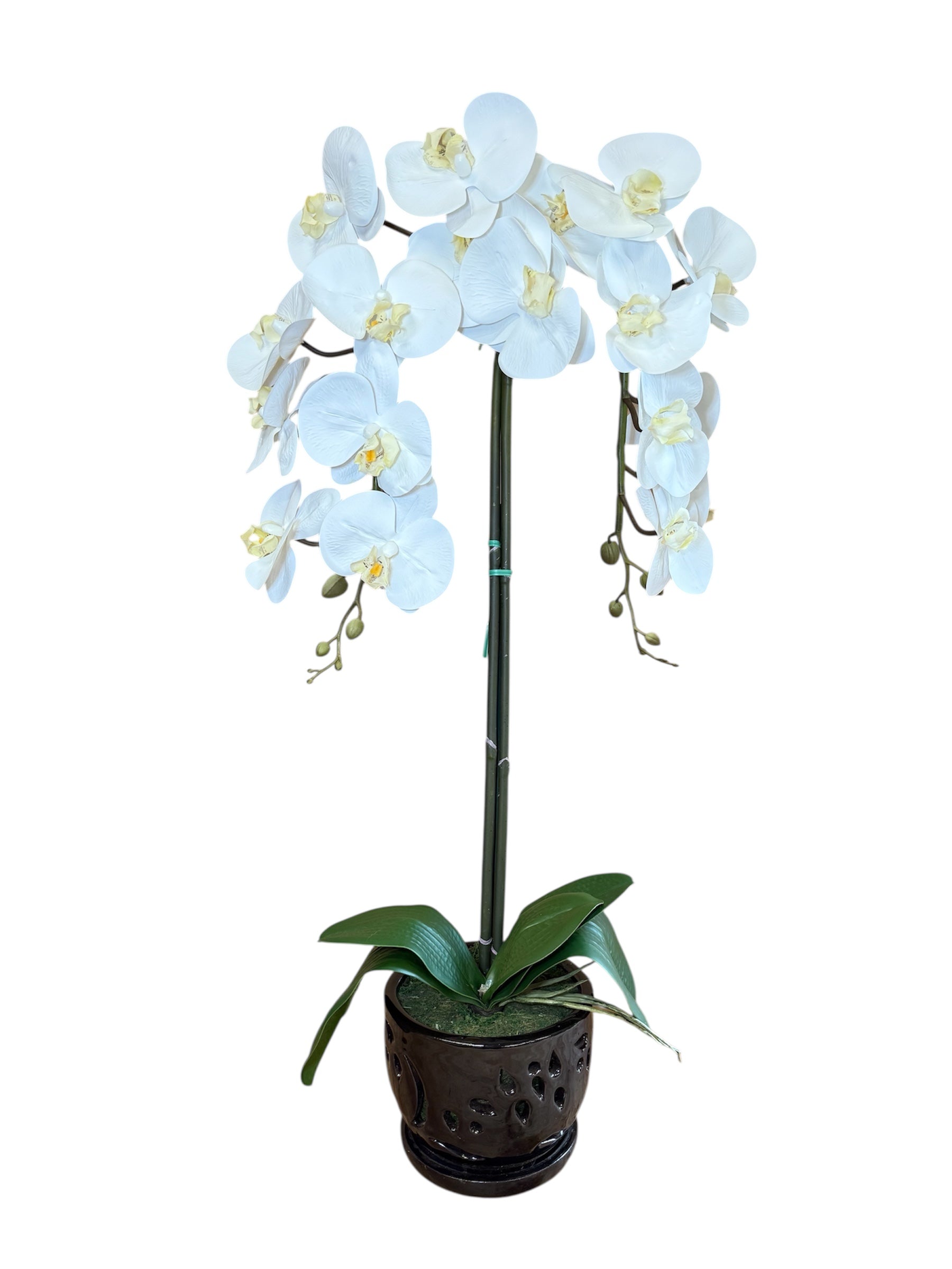 Elegant White Orchid in Black Ceramic Pot – Perfect Gift for Any Occasion