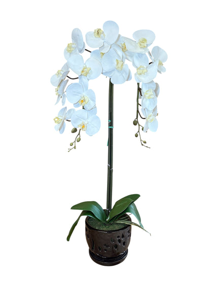 Elegant White Orchid in Black Ceramic Pot – Perfect Gift for Any Occasion