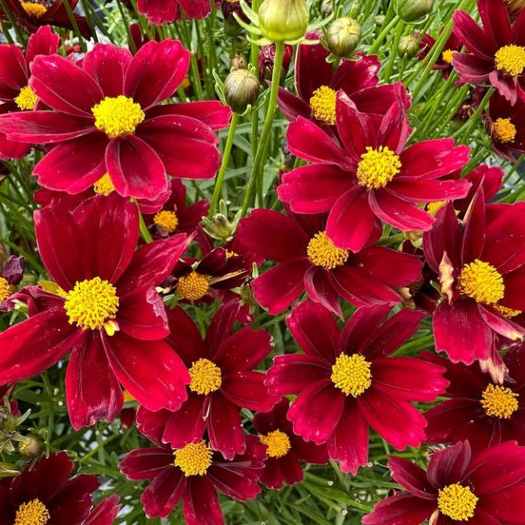 Coreopsis Li’l Bang ‘Red Elf’ (Tickseed)
