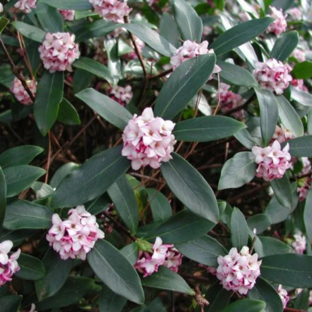 Daphne Odora Pink Plant flowering shrub