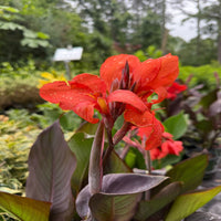 Canna 'Cannova Bronze Orange' Canna Lily - [EG]