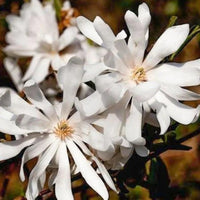 Royal Star Magnolia shrub early spring blossoms