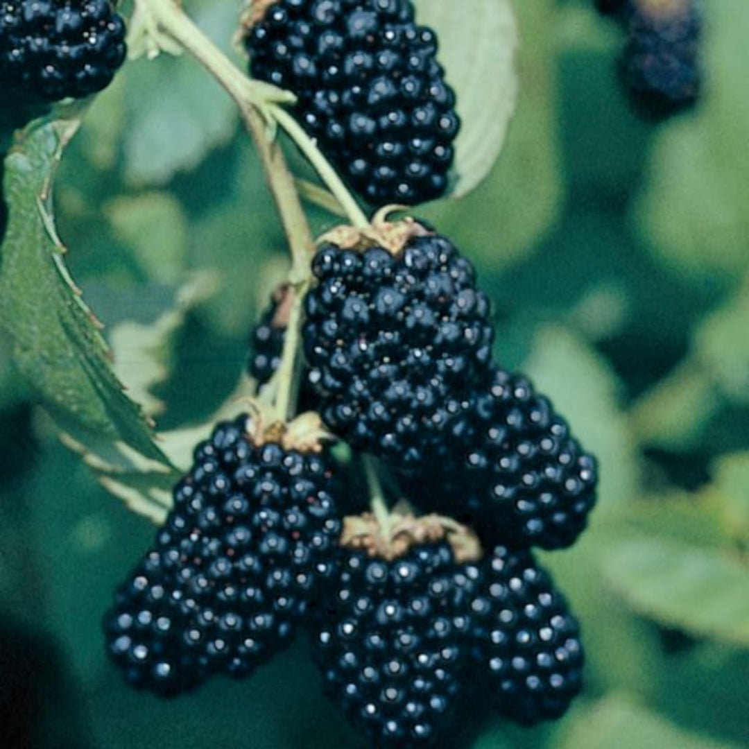 Ouachita Blackberry