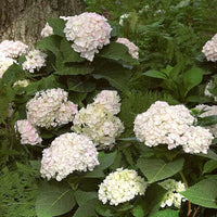 Blushing Bride Endless Summer Hydrangea for Shade Gardens