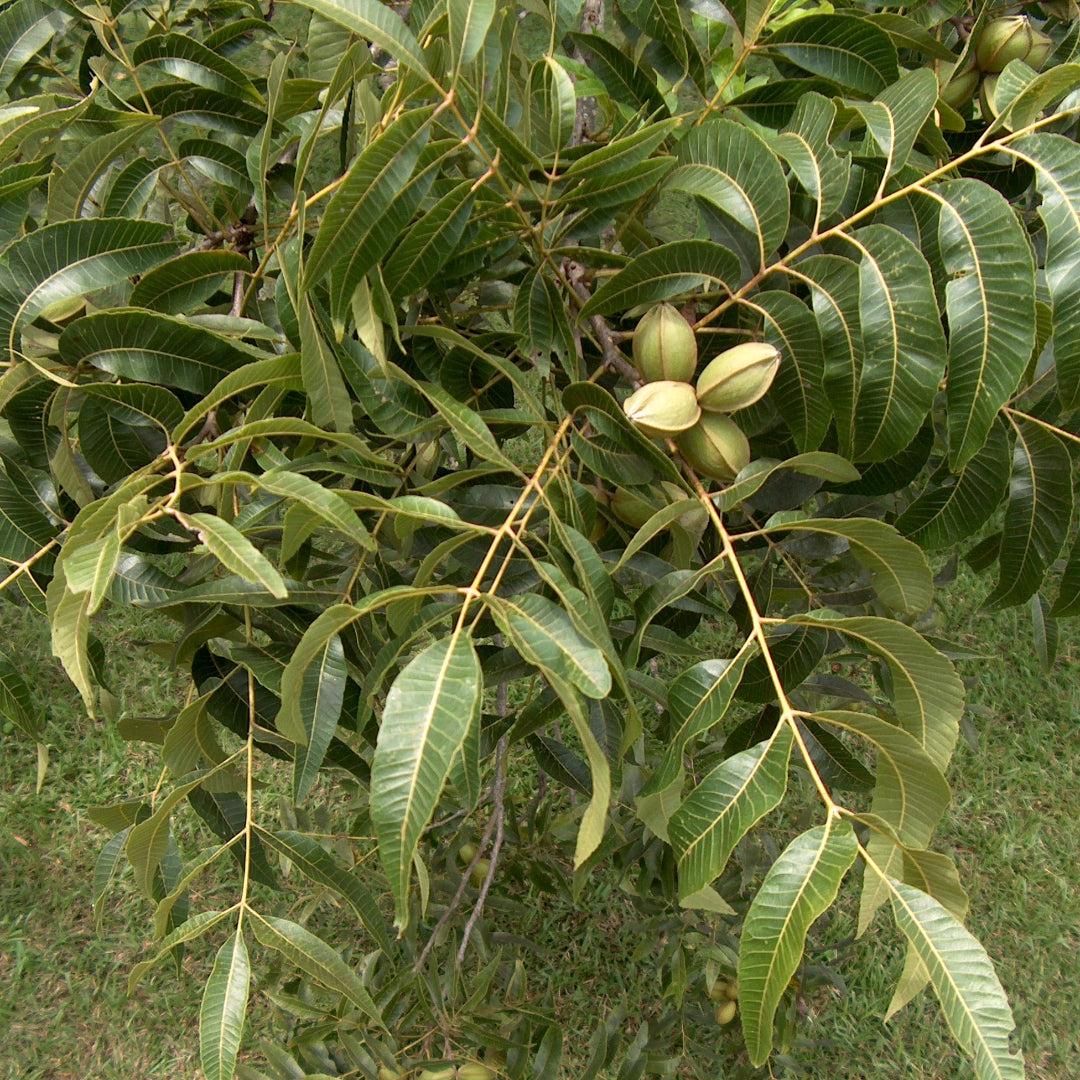 Elliot Pecan Tree a Small Nut,