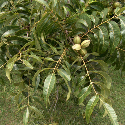 Elliot Pecan Tree a Small Nut,