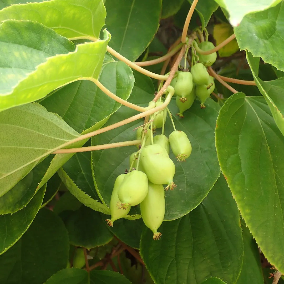 Issai Hardy Kiwi Vine