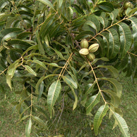 Elliot Pecan Tree a Small Nut