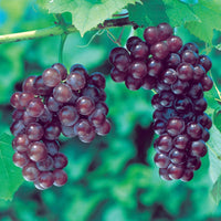 Fresh Reliance Red Seedless Grape cluster close-up