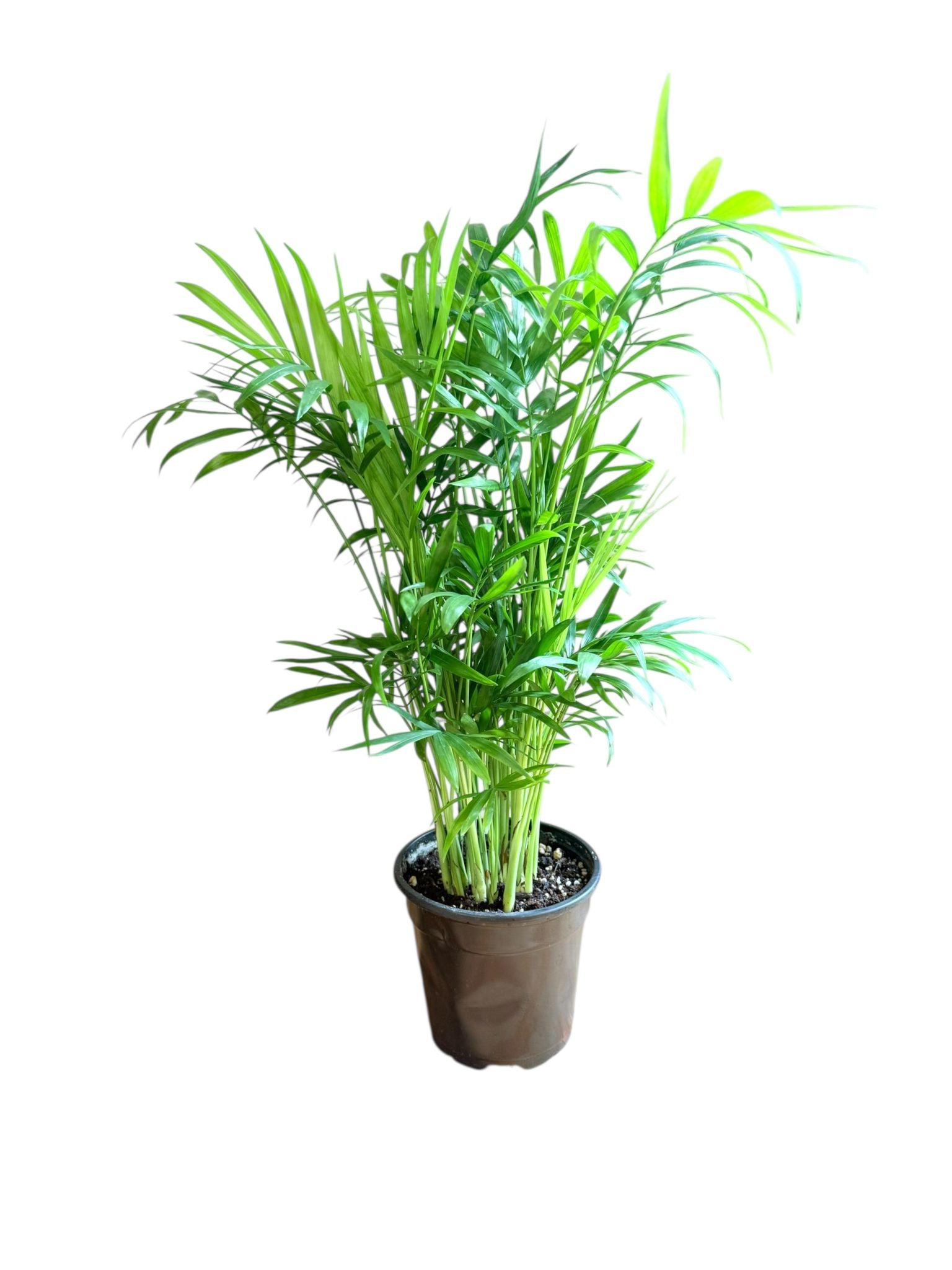 Neanthe Bella Palm (Live Indoor Plant)