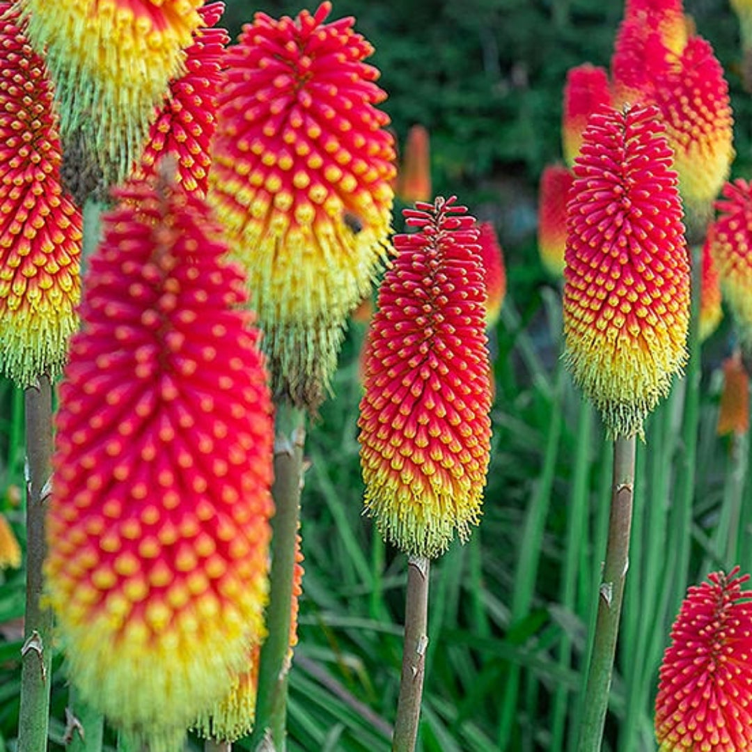 Fire "Red Hot" Poker