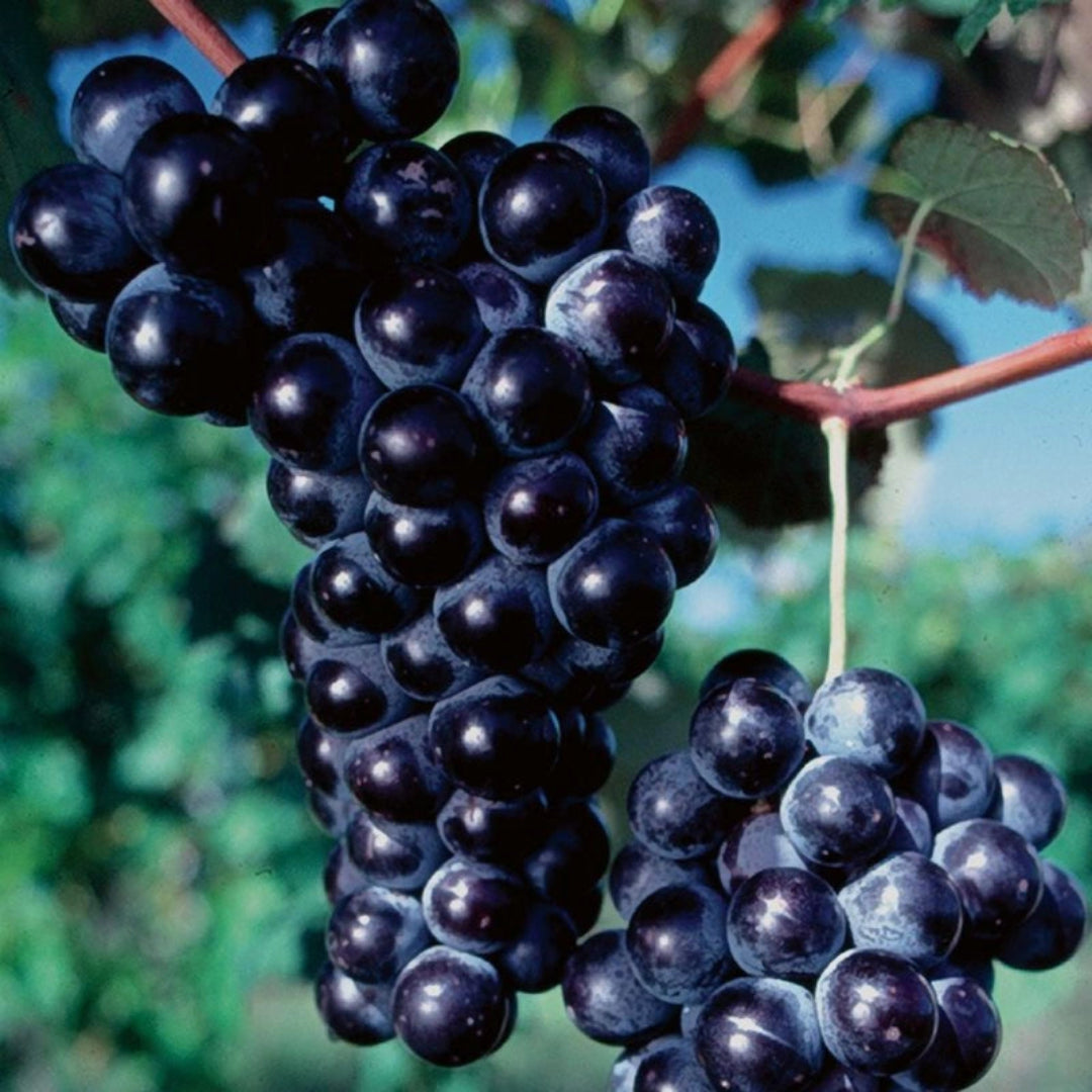 Concord grapevine with vibrant foliage displaying the plant’s growth and quality