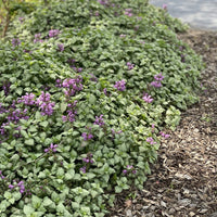 Lamium maculatum 'Red Nancy'