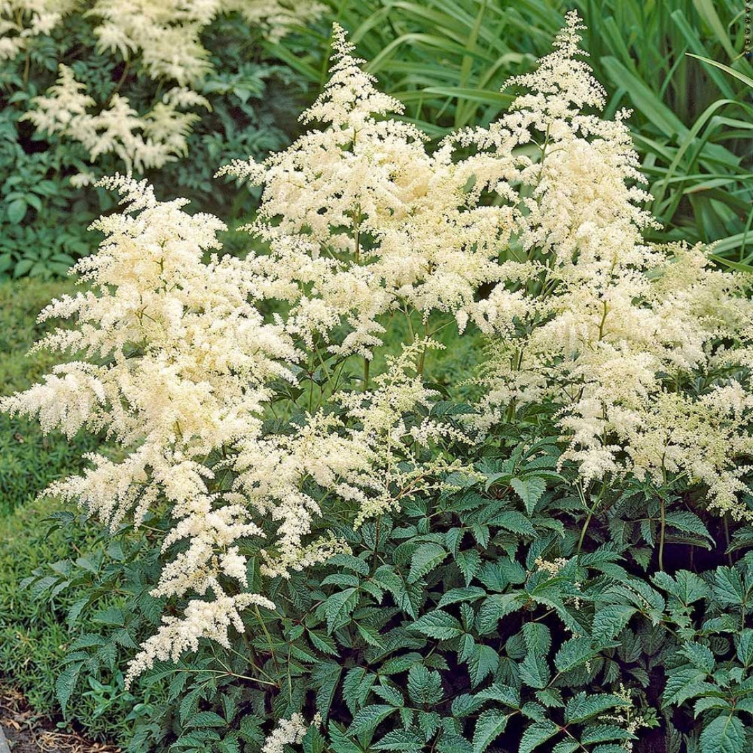 Bridal Veil Astilbe - [EG]
