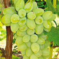 Neptune Seedless Grape