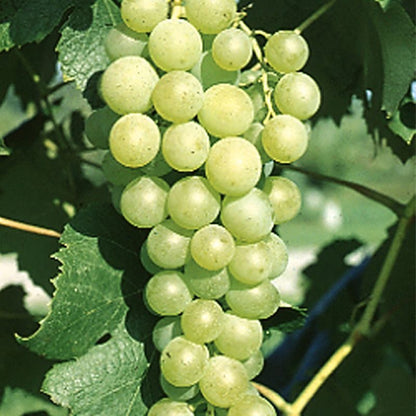 Marquis Seedless Grapes