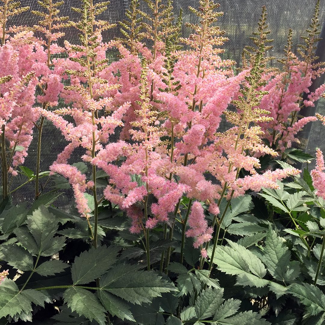 Close-up of Astilbe ‘Visions in Pink’ showing dense clusters of pale pink flowers