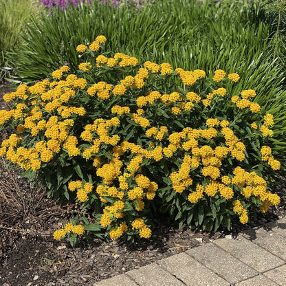 Asclepias tuberosa &