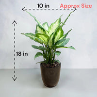 Dieffenbachia ‘Dumb Cane’ - Live Plant in Ceramic Pot