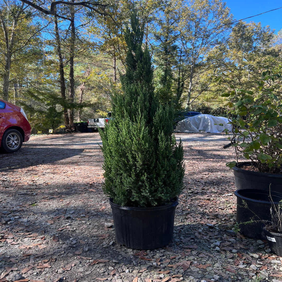Blue Point Juniper Trees