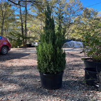 Blue Point Juniper Trees