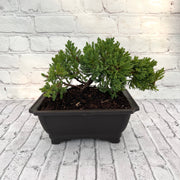 Juniper Bonsai (Live) - Very Cold Hardy, Live & Exotic
