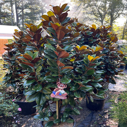 Compact Magnolia Tree with Glossy Leaves and Brown Undersides