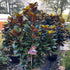 Compact Magnolia Tree with Glossy Leaves and Brown Undersides
