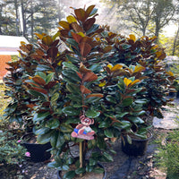 Compact Magnolia Tree with Glossy Leaves and Brown Undersides