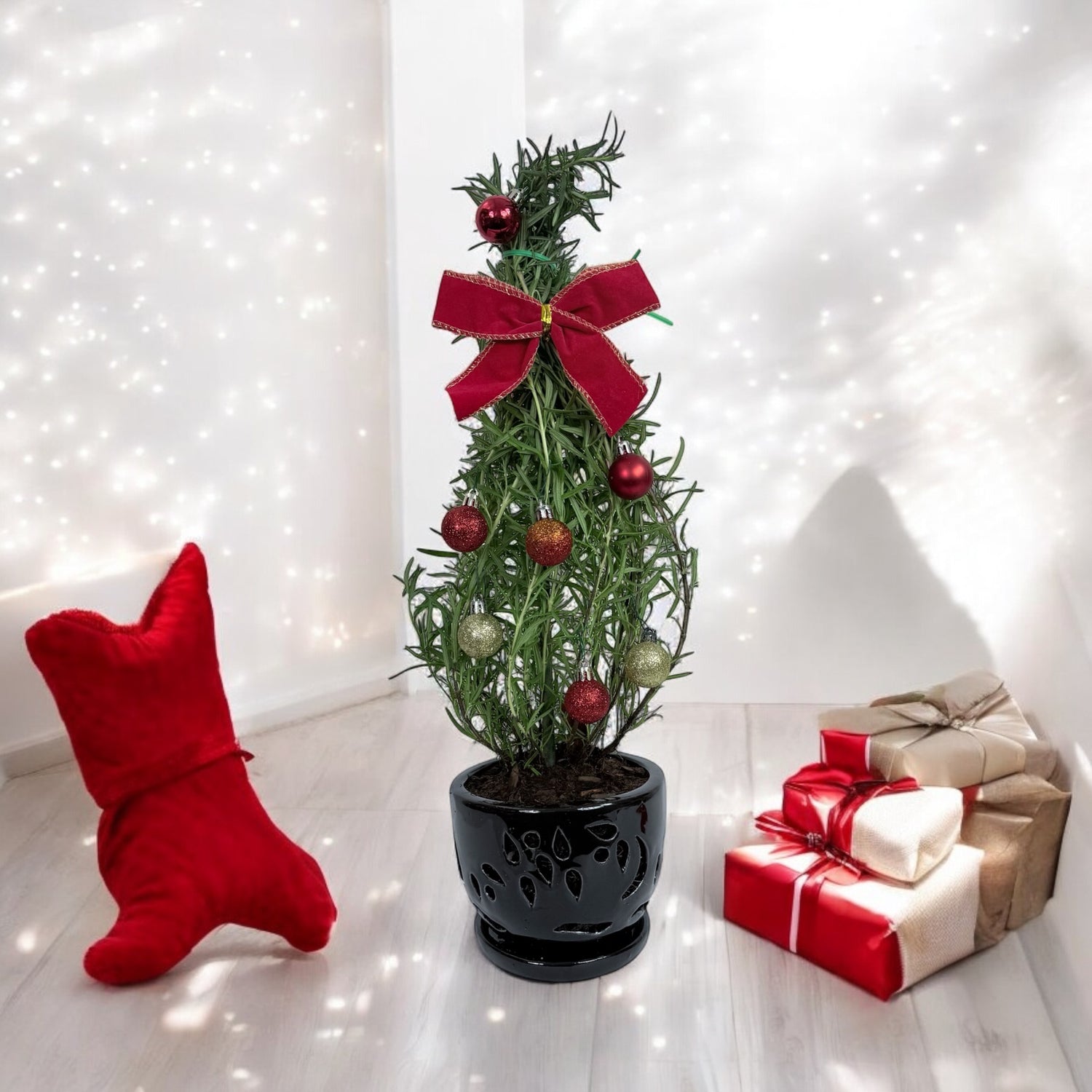 Athens Blue Rosemary