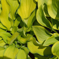 Hosta 'Time in a Bottle'
