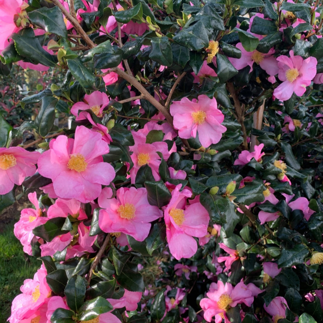 Camellia Sasanqua Cleopatra
