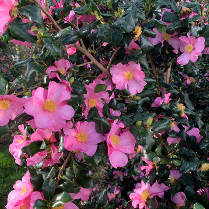 Camellia Sasanqua Cleopatra