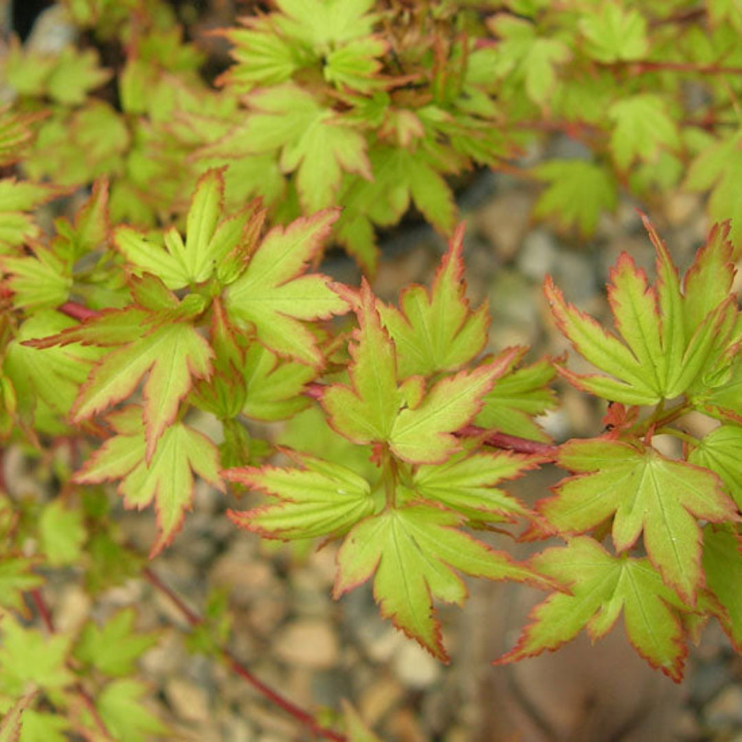 Coonara Pygmy Japanese Maple