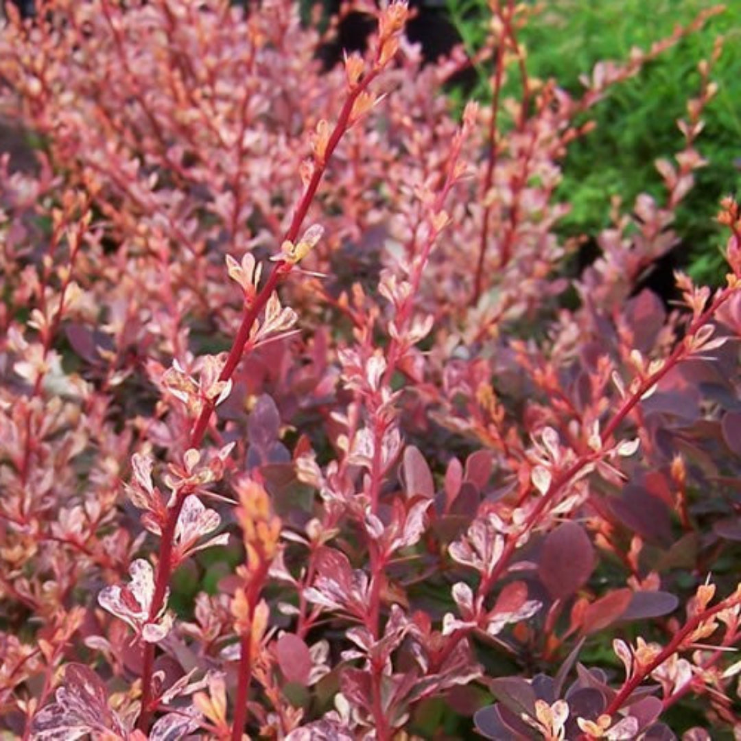 Rosy-Glow Barberry